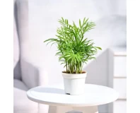 Bamboo Palm Indoor Decorative Plant