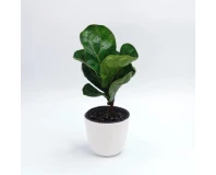 Fiddle Leaf Fig Indoor Decorative Plant