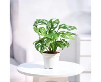 Monstera Broken Heart Indoor Decorative Plant