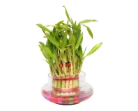 Lucky Bamboo with Vase and Stone Decorative Plant