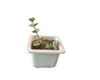 Small Crassulla Indoor Succulent Decorative Plant