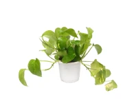 Green Money Plant Indoor Decorative Plant