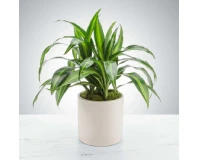 Dracaena White Indoor Decorative Plant