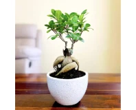 Ficus Bonsai Indoor Decorative Plant