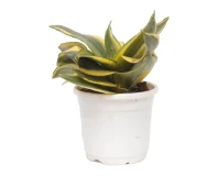 Snake Plant Indoor Decorative Plant