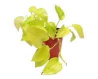 Golden Money Plant Indoor Decorative Plant