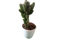 Cactus Tabletop Indoor Decorative Plant