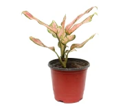 Aglaonema Pink Beauty Indoor Decorative Plant