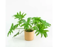 Philodendron Indoor Decorative Plant