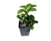 Zanzibar Small Green Decorative Plant