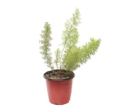 Asparagus Fern Indoor Decorative Plant