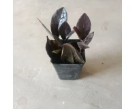 Zanzibar Small Dark Green Decorative Plant