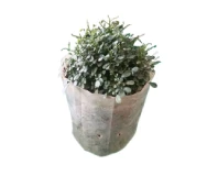 Turtle Vine Decorative Indoor and Outdoor Plants