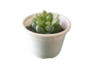 Succulent Indoor Table Top Decorative Plant