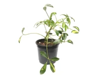 Schefflera Varigeated Indoor Umbrella Decor Plant