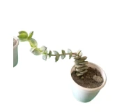 Succulent Indoor Decorative Plant with Pot