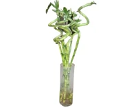 Spiral Type Two Feet Dancing Bamboo Plants 2 pcs