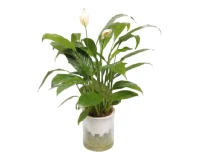 Water Pieces Lily Indoor Decorative Plant