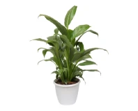 Lili Insoil Indoor Decorative Plant