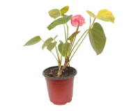 Anthurium Indoor Decorative Plant
