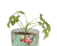 Monstera Mini Indoor Decorative Plant