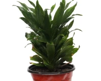Dracena Compacta Indoor Decorative Plant
