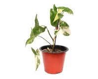 Syngonium White Indoor Decorative Plant