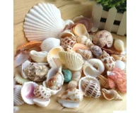 Natural Mixed Aquarium Decorative Sea Shell-250g